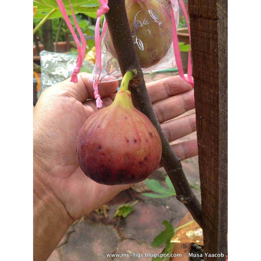 Unggul Pohon Buah Tin Tgf Jumbo