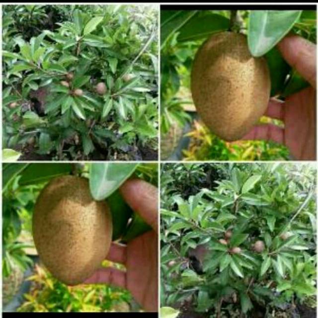 Bibit buah sawo madu, manis