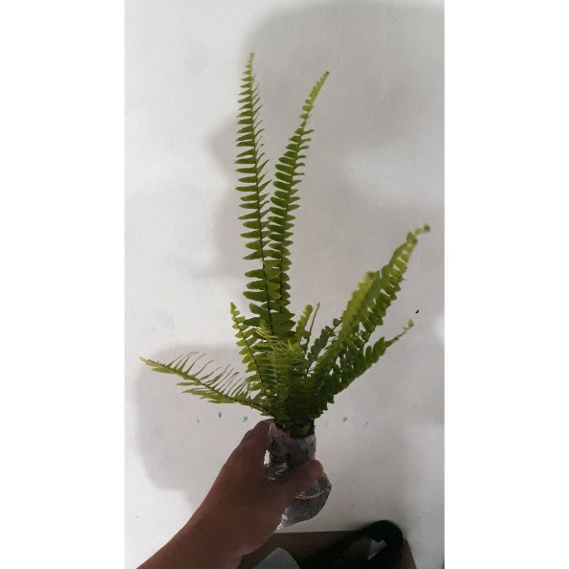 TANAMAN HIAS PAKIS SISIR