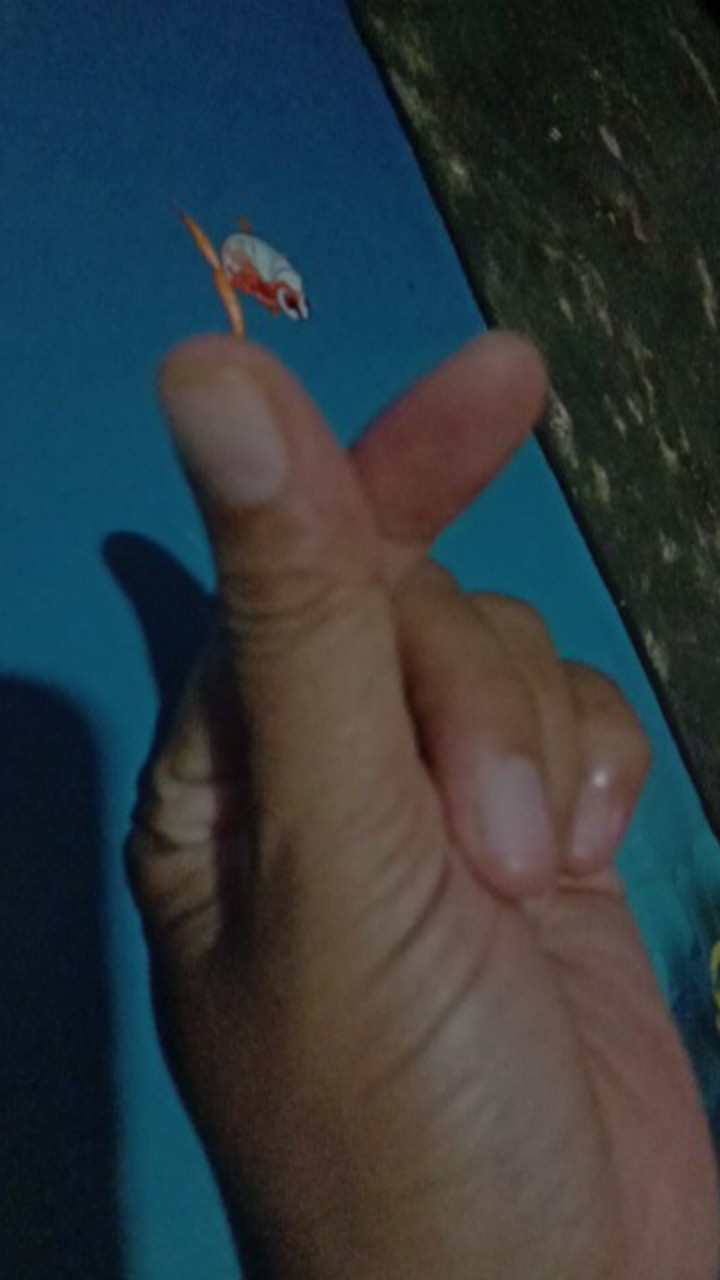 Maura Couple - Sania Ruffle Batik Couple Ori Ndoro Jowi Dnt Garansi Termurah Shopee - Couple Aulia