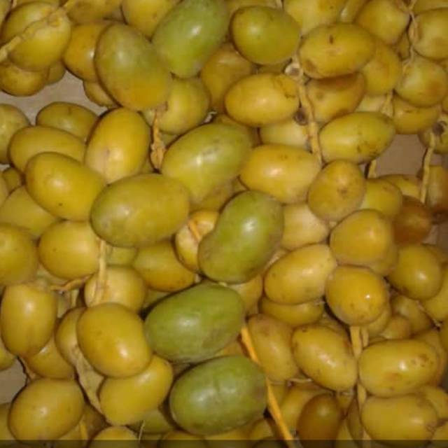 

Buah kurma muda ruthob fresh
