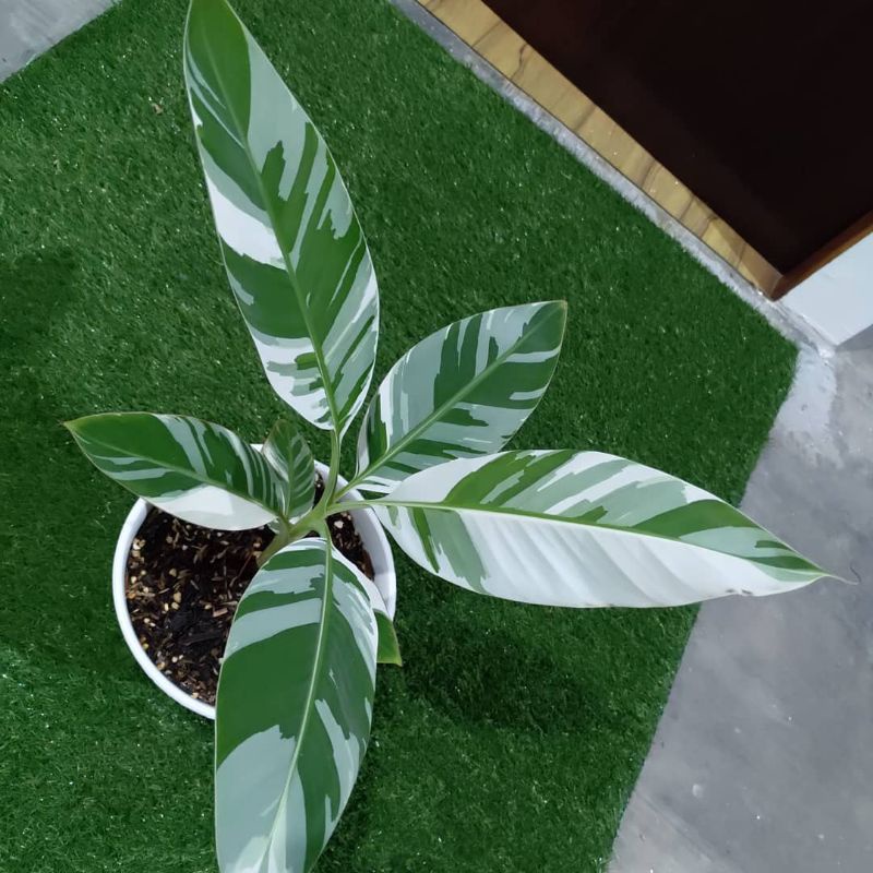 Pisang Variegata Florida Cantik