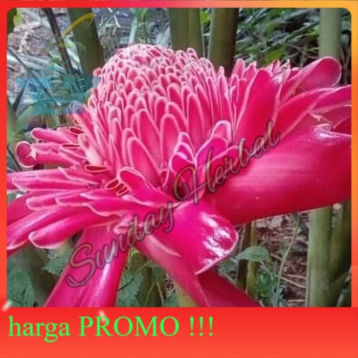 

BUNGA KECOMBRANG 100gr SEGAR