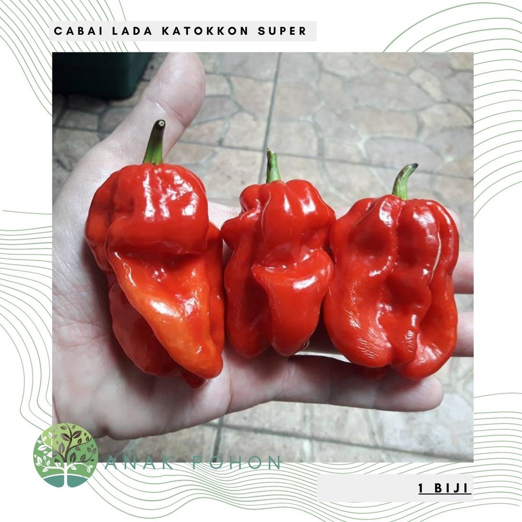 Benih Bibit Biji - Cabai Lada Katokkon Ukuran SUPER / Cabe Asli Toraja Pepper Seeds