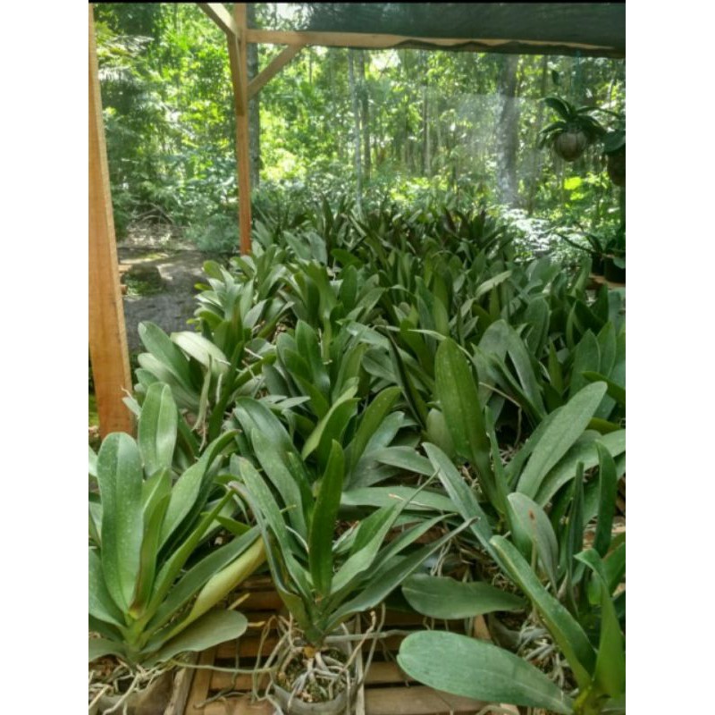 ANGGREK BULAN JUMBO DEWASA PREMIUM SPIKE