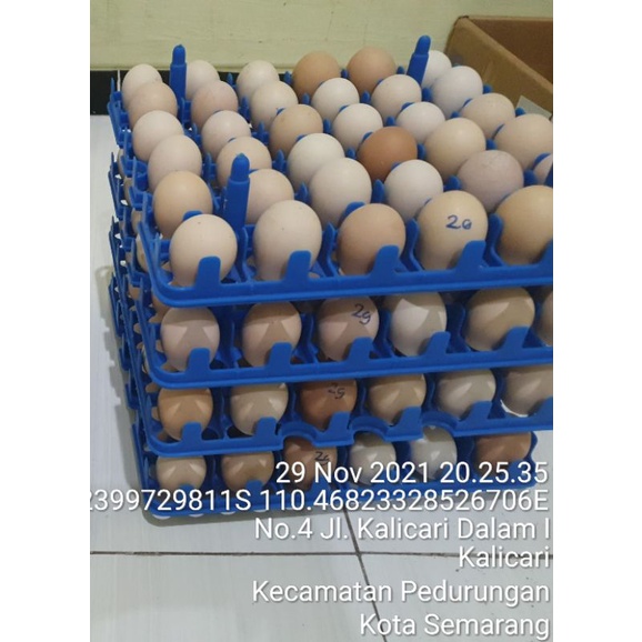 TELUR FERTIL AYAM SENSI