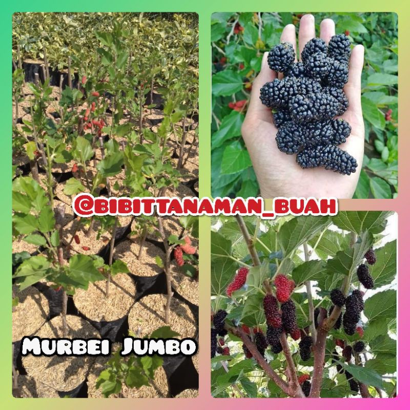Bibit murbei jumbo siap berbuah / murbei / murbei jumbo / murbei siap berbuah / mulberry / besaran