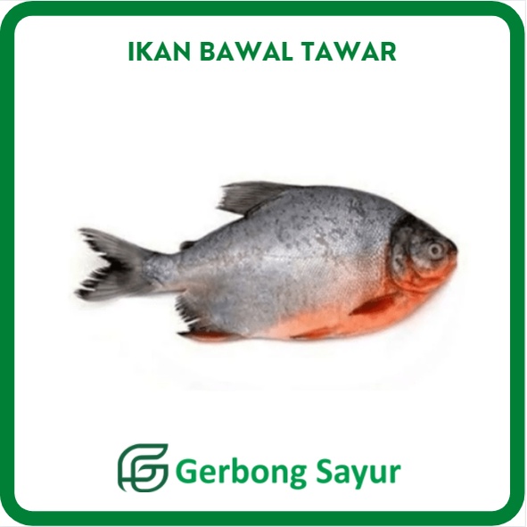 

Ikan Bawal Tawar Segar - 1 Kg