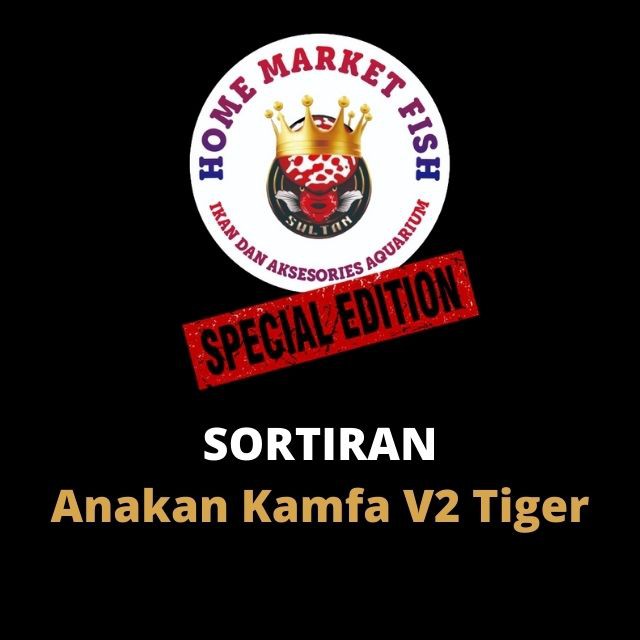 Anakan Kamfa V2 TIGER #022 Sortiran pilihan kamfa anakan bukan burayak / louhan progress langka