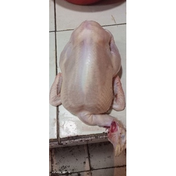 

ayam negeri (1,8)