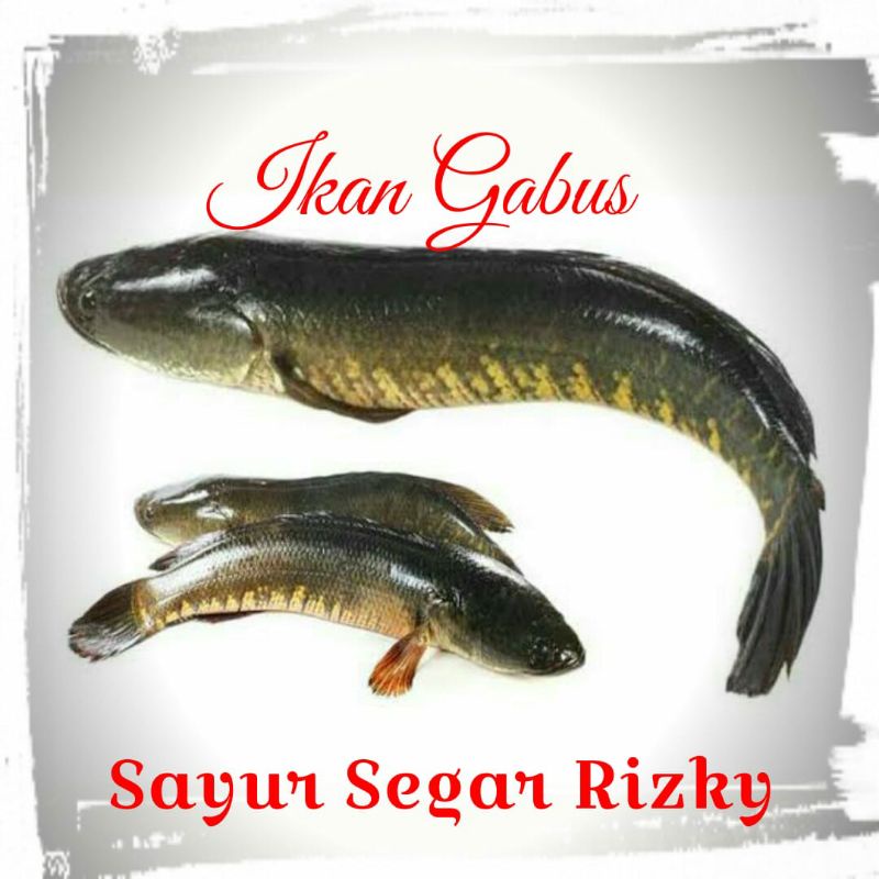 

Ikan Gabus Segar 1kg
