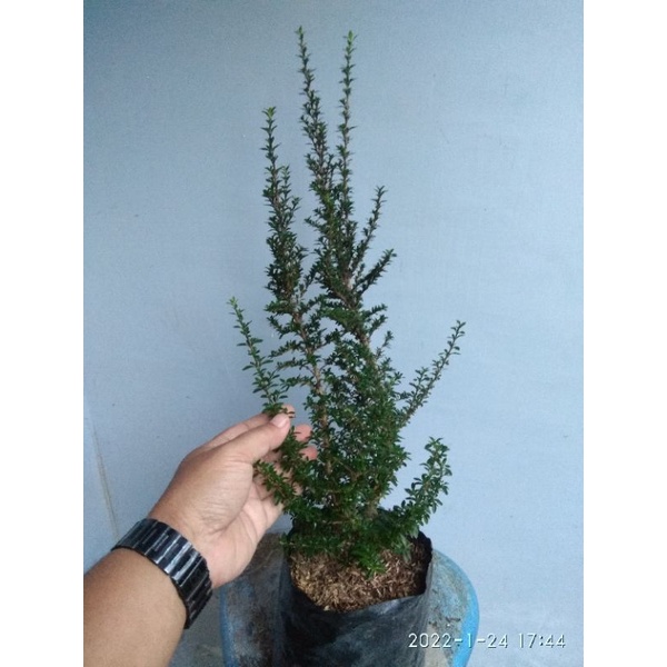 bibit serbin mikro (seribu bintang)