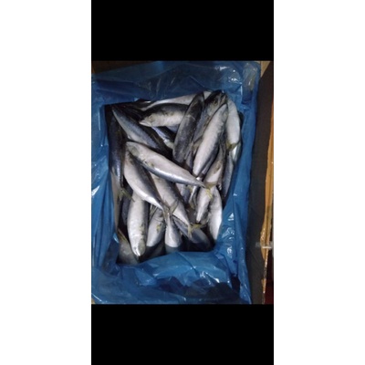 

ikan salem