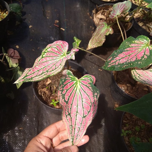 tanaman hias jenis keladi wayang