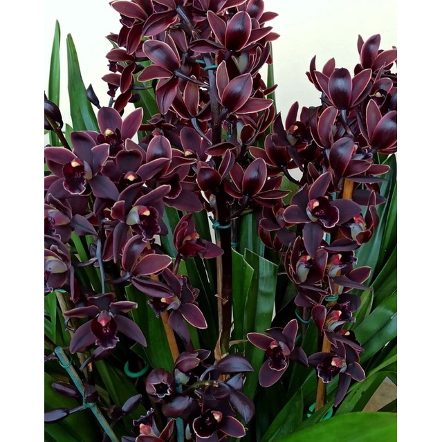 Bunga Anggrek cymbidium -bunga hias anggrek - Tanaman Hias Hidup - Bunga Hidup - Bunga Hias - anggre