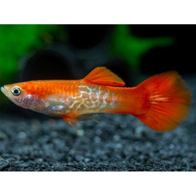 Ikan Hias Guppy cobra red Tail jantan dan betina