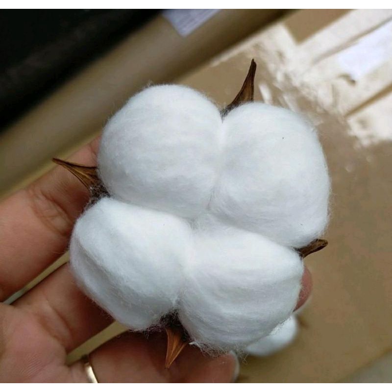 Bunga Kapas Tanpa Tangkai/bahan mahar/bunga mahar/mahar rustic/bunga rustic