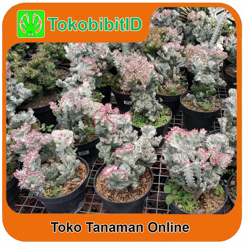 Tanaman Kaktus Euphorbia Lactea Variegata Cristata ( BIG SIZE )