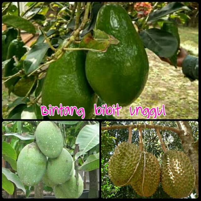 Paket 3 bibit alpokat jumbo, mangga madu, durian montong