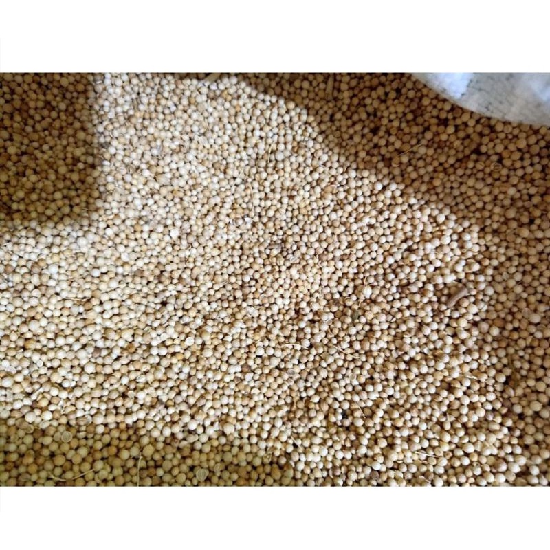 

KETUMBAR PUTIH ASLI!!! ORIGINAL 1KG