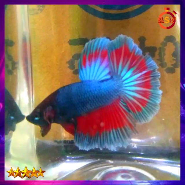 Ikan Cupang Hias Jantan Halfmoon/Slayer/Maskot