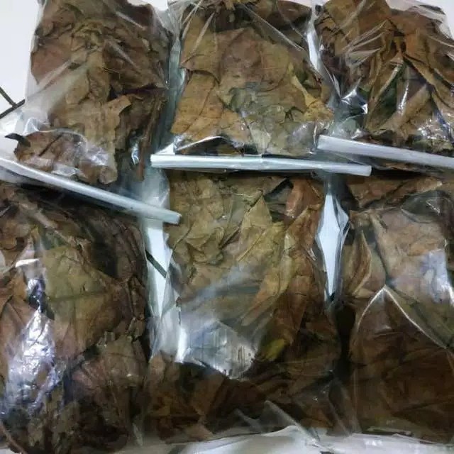 Daun Ketapang Ikan Cupang Ikan Betta Ikan Beta Wild Betta Wild Beta Avatar Koi Galaxy Nemo Cooper