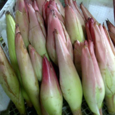

PASAR ONLINE MURAH - BUNGA KECOMBRANG 1 pcs