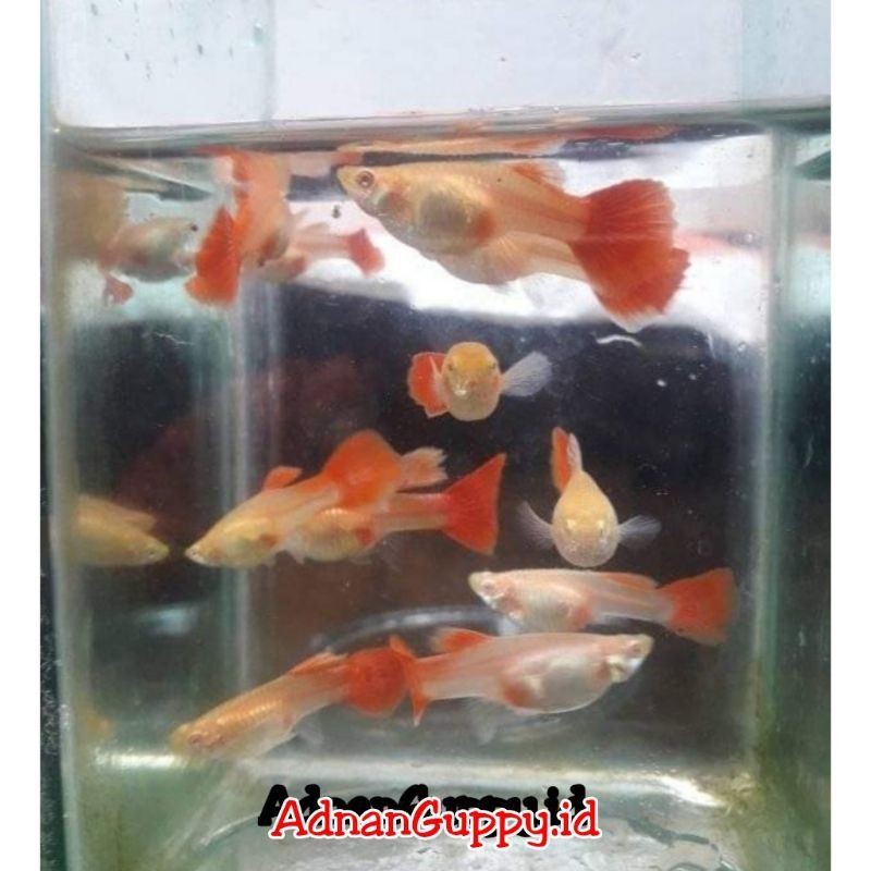 IKAN GUPPY AFR BETINA