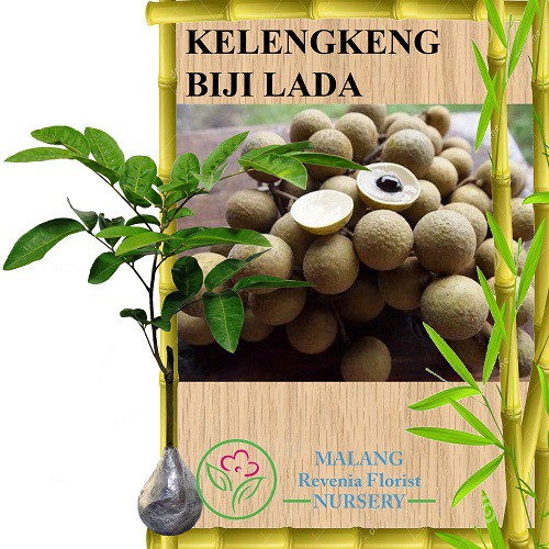 Tanaman Kelengkeng Matalada / Biji Lada (Tinggi 40-60 cm)