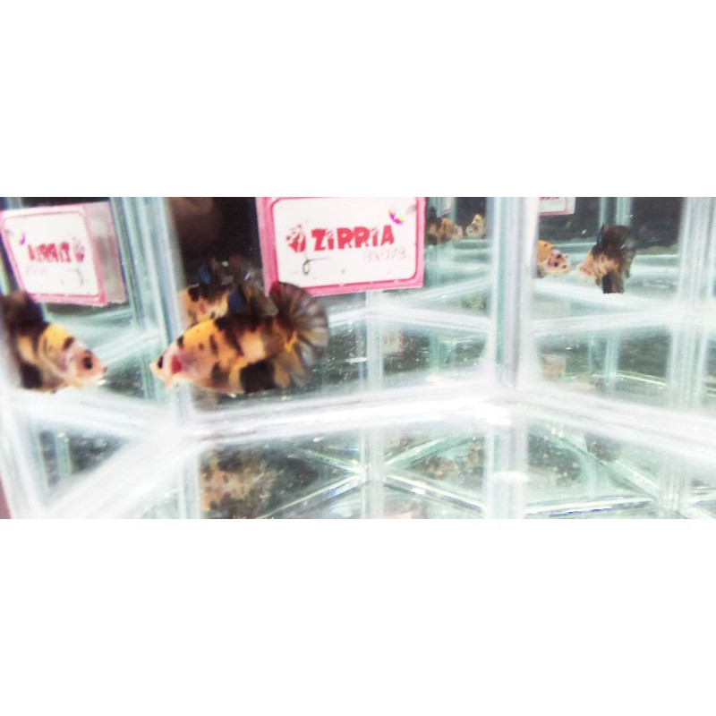 Cupang Yellow base Male Real PICTURE Real PIC Real PICT / Real Foto / Real Video Size M