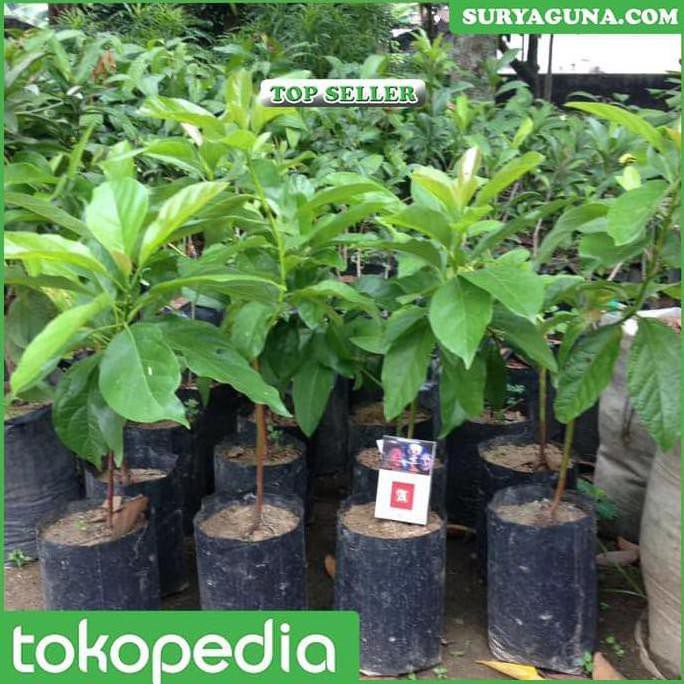 Pjr @# Jual Bibit Alpukat Mentega Miki Depok Kualitas Super Rr