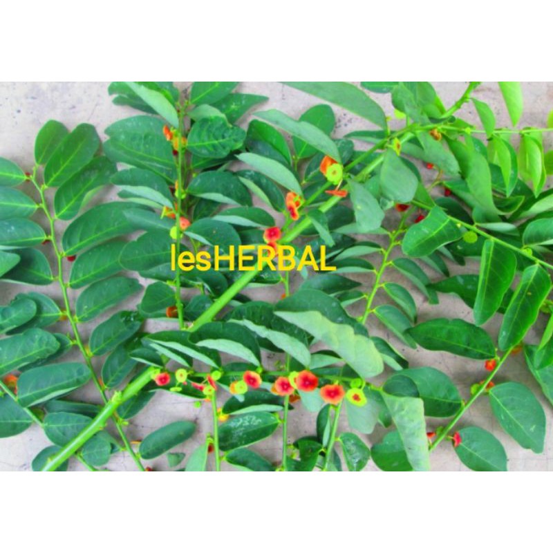 

daun katuk segar 500gram