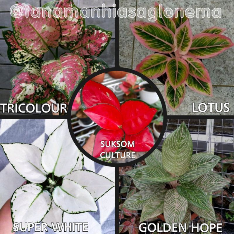 (COD) 5 PAKET BIBIT BONGGOL AGLONEMA MURAH | Bermacam jenis aglonema