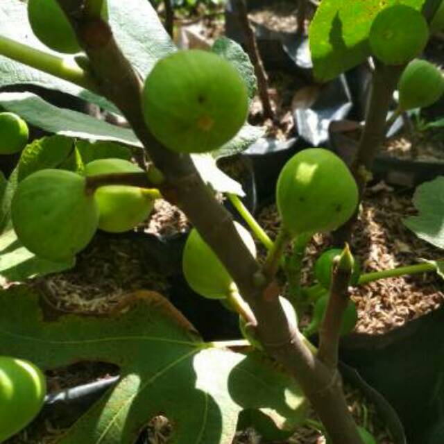 Bibit Buah Tin Hijau (sudah berbuah)