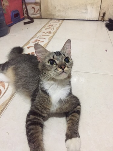 Loyang Tulban Press Tebal..ukuran 16cm 18cm 20cm, 22cm, 24cm Ketebalan 0,8cm D Jamin Tebal