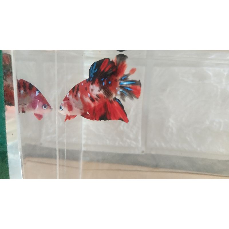 Ikan cupang koi galaxy