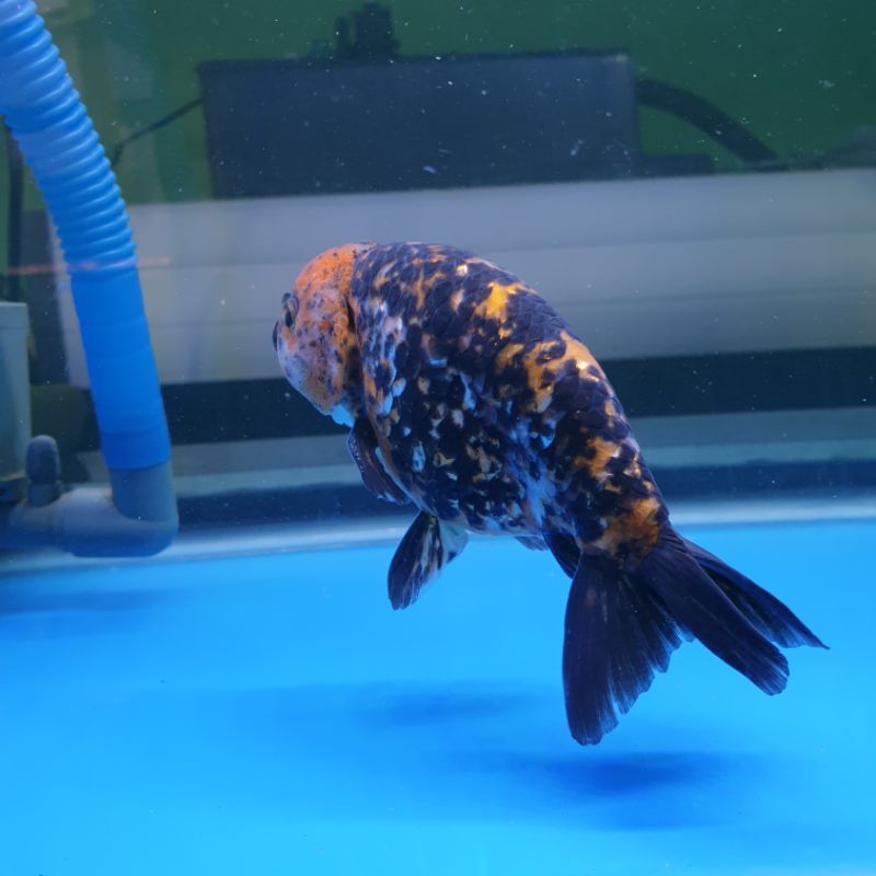

ikan mas koki ranchu jumbo