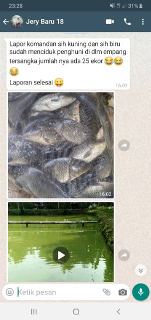 ESSEN KROTO atau kroto cair mengandung kroto murni