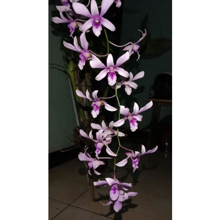 Anggrek Dendrobium Albertine