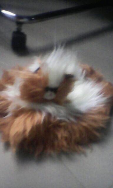 Tempat Tissue Motif Kucing