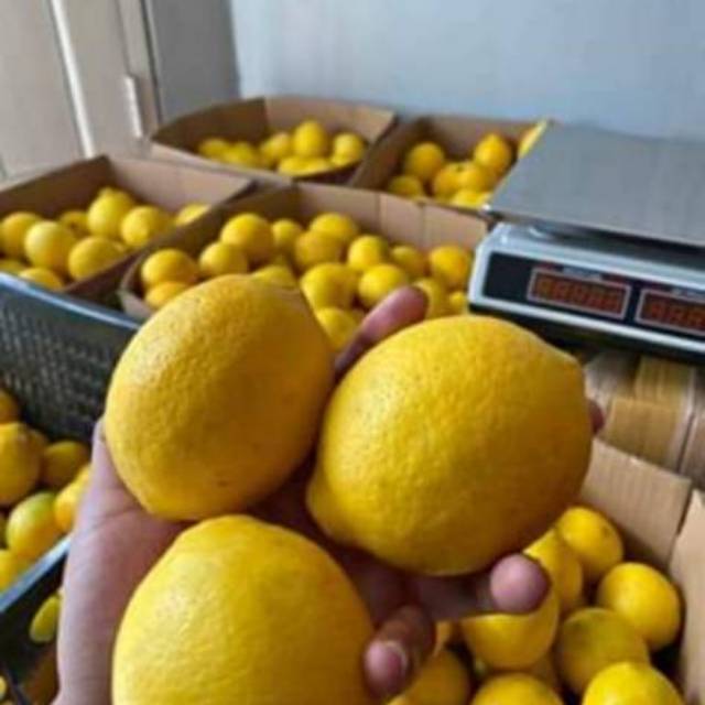 

Jeruk Lemon California Termuraaah