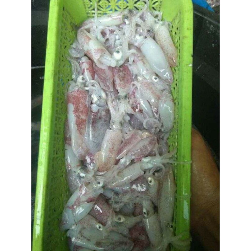 

CUMI KECIL SEGAR