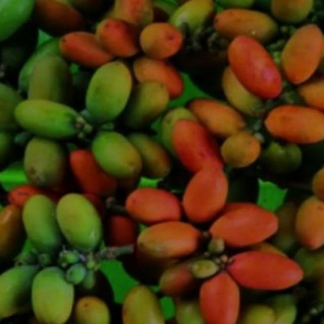 

Buah Melinjo (250 gram)