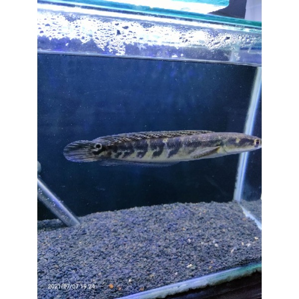 chana yellow sentarum