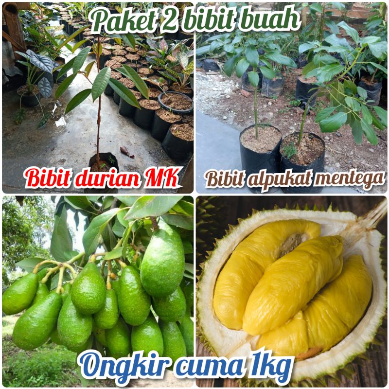 paket 2 bibit buah okulasi bibit durian dan bibit alpukat