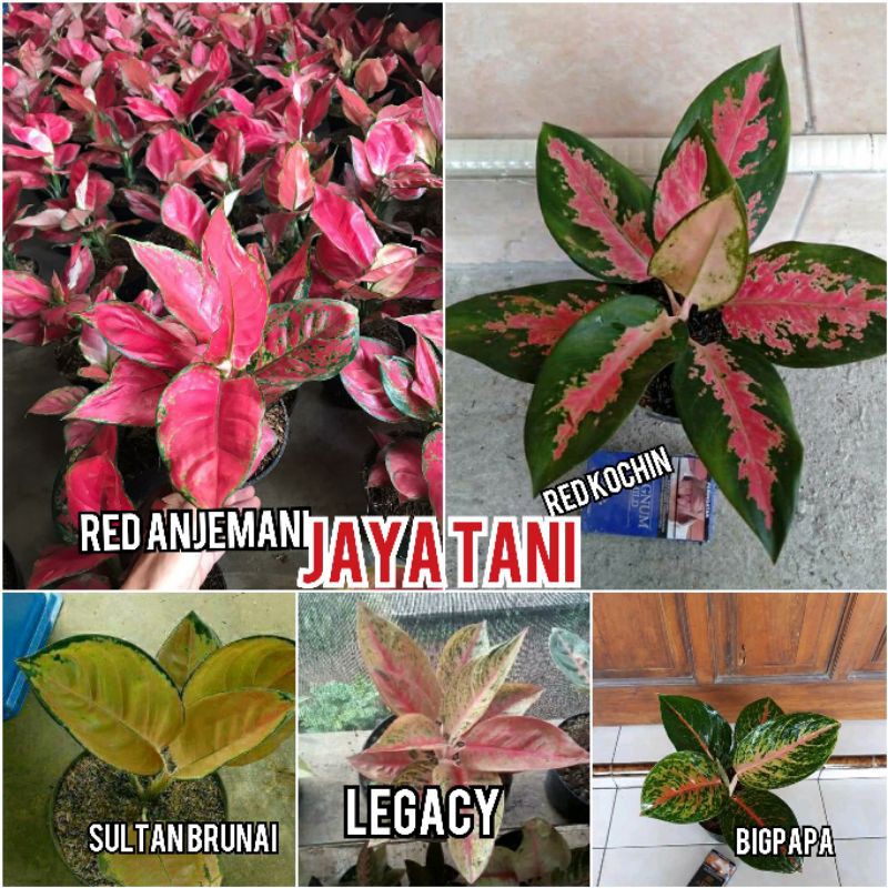 Bunga Aglonema paket 5 jenis