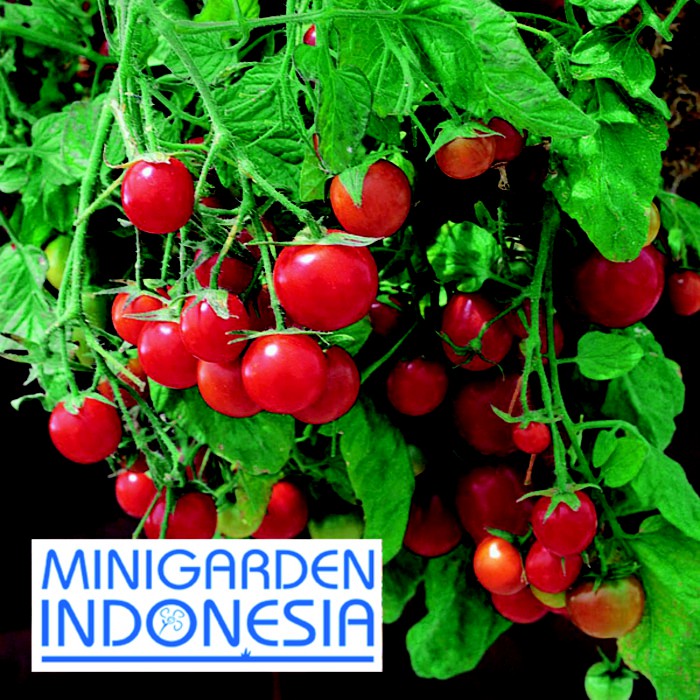 BENIH TOMAT CHERRY MERAH TUMBLING TOM RED 1 BIJI bibit sayur buah tomat mini merah import F1 FOTHERGILLS