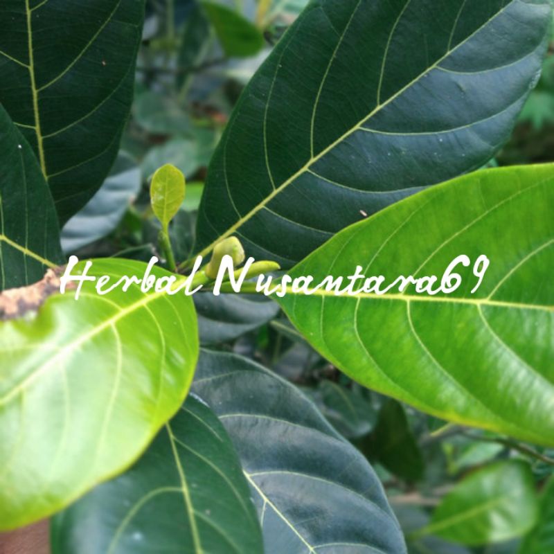 

Daun Nangka Segar 1kg petik langsung