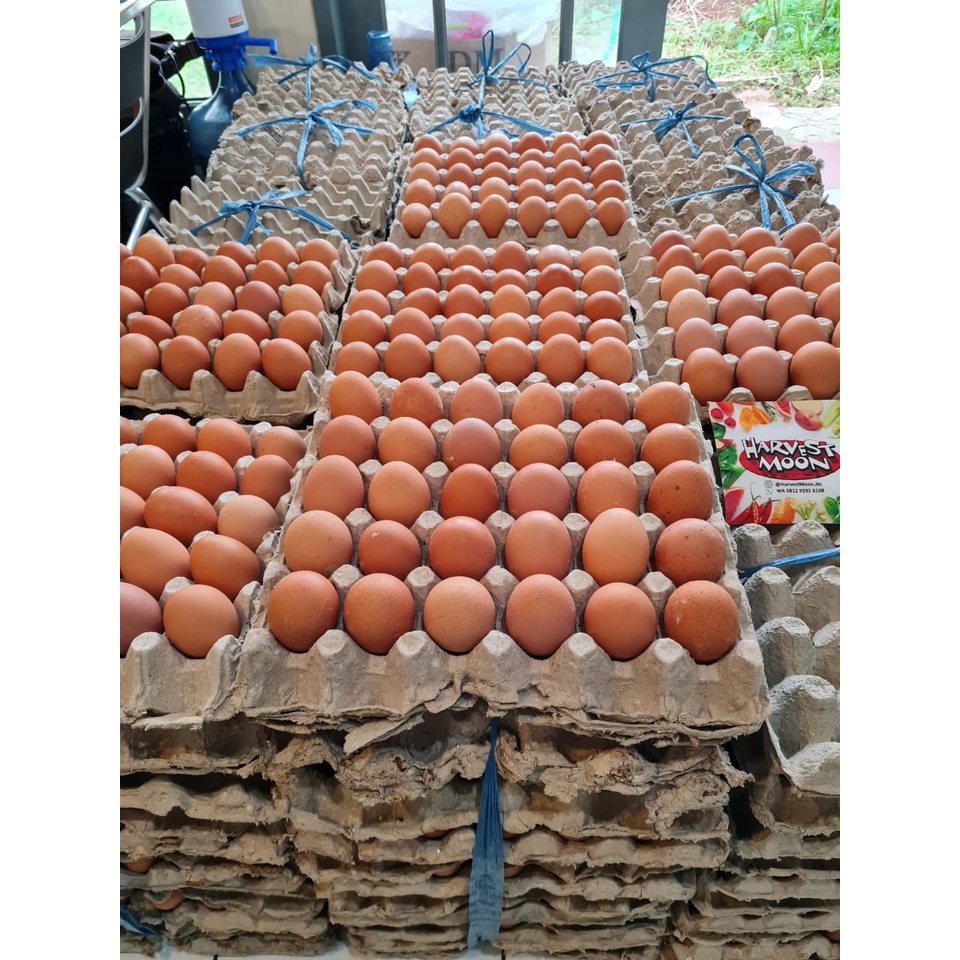 HarvestMoon Telur Ayam Negri 1 Peti