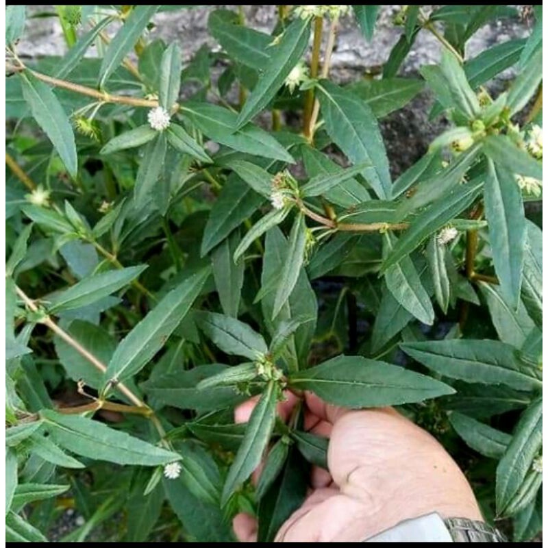 

Daun Orang Aring Segar 500gr